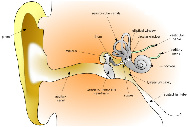 The Human Ear